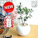 LAND PLANTS 縁結びの木 梛(ナギ) 白色丸型陶器