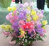 春の花 スイトピーとかすみ草のアレンジメント【生花】色はミックス 誕生日プレゼントや送別・お祝いなどの花ギフト