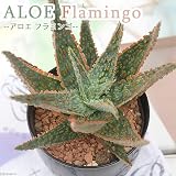 (観葉)アロエ フラミンゴ 3号(1鉢) 本州・四国限定[生体]