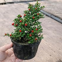 Amazon.co.jp: 遊恵盆栽 苗：紅紫檀（紅したん）*ベニシタン : DIY