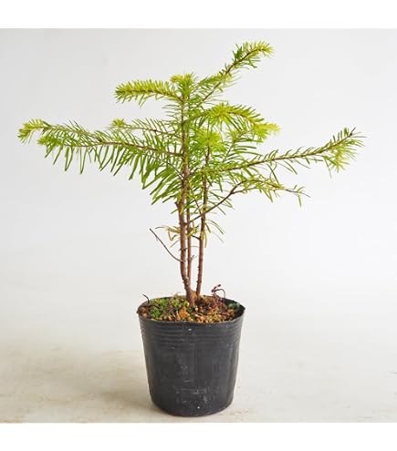 Amazon.co.jp: もみの木 モミの木 苗木 ウラジロモミノキ 145cm
