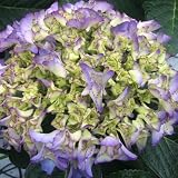 万結珠まゆだまブルー　さかもと園芸　達人のあじさい　5号鉢　母の日　あじさい　アジサイ　紫陽花　花鉢植え　花　ギフト　プレゼント　贈答品　エンゲイタツジンハハヒアジサイハナハチウハナゾウトウヒン (万