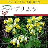 SAFLAX - 鉢植えセット - プリムラ - 100 個の種。- ミニプラスチックグリーンハウス、鉢植え用土壌、鉢×2個を含みます - Primula veris