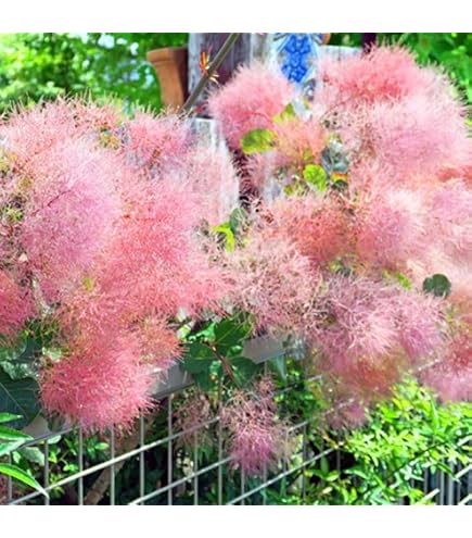 Amazon.co.jp: 庭木・植木：スモークツリー* 6号 樹高60cm 桃花