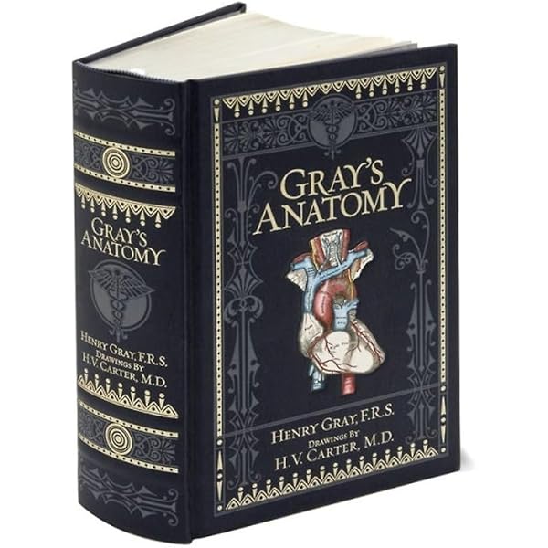 GRAY'S ANATOMY FOR STUDENTS 第四版 Gray's Anatomy for Students | Amazon.com.br