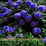 Rare Chinese Dark Blue Peony Flower Plant Seedling Seeds, 5Seeds/Pack, Strong Fragrant Beautiful Bus