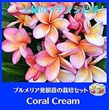 【当園イチオシ！】プルメリアのベアルート発根苗 'Coral Cream' 栽培セット【スリット鉢・プルメリア専用培養土・栽培説明書つき】