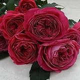 バラ苗 ゆうぜん 国産大苗6号スリット鉢 四季咲き大輪 ハイブリッドティー（HT）赤系