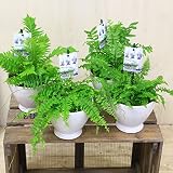 シダ植物　観葉植物：シダシリーズ*陶器鉢