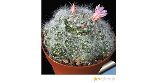 Amazon 種子 Mammillaria Glassii L1339 Var Ascensionensis マミラリア アスセンシオネンシス 実生初心者向き白い刺のサボテン 5粒 並行輸入品 観葉植物 オンライン通販