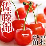 佐藤錦 さくらんぼ 苗木 苗 果樹 果樹苗