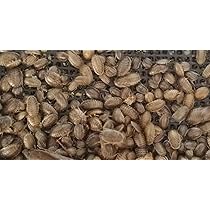 爬虫類・両生類のエサ ADM80 ADL30 PM10 爬虫類フード用品 | ジョイフル本田 取り寄せ＆店舗受取