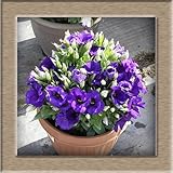 Eustoma Seeds Perennial Flowering Plants Potted Flowers Seeds Lisianthus 100 seeds free ship 6