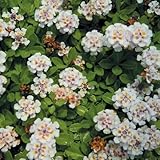 国華園　グラウンドカバー苗　クラピアK５R　薄ピンク　2株【※発送が国華園からの場合のみ正規品です】