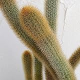 黄金紐サボテン5号鉢入り[アポロカクタス フラゲルフォルミス]