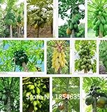 1Bagパパイヤシード20中国のフルーツ種子開花マルメログリーン新鮮な栄養食品盆栽種子