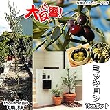 国華園　果樹苗　オリーブ　ミッション　15cmポット苗　1株