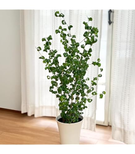 フィカス ベンジャミン バロック 2m 太幹 手渡しのみ フィカス ベンジャミン バロック 2m 太幹 フィカス