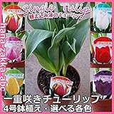 芽出し 一重咲き チューリップ4号鉢植え【鉢花・花苗】 (花色：白（ホワイト）3球植え)