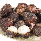 国華園　種いも　里いも　宮崎産　赤芽大吉　1kg【※発送が国華園からの場合のみ正規品です】