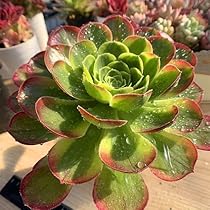 47#多肉植物アエオニウム錦❤️ハロウィンの新種変異❤️ライチ❤️9頭16cm拨き苗 多肉植物アエオニウム錦❤️ハロウィン黄錦❤️ 多肉植物