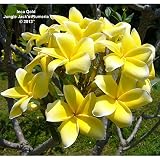 プルメリア：イエロー系4.5号ポット[南国の花！開花は2～3年後から] ノーブランド品