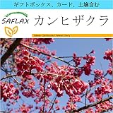 SAFLAX - ギフトセット - カンヒザクラ - 10 個の種。- ギフトボックス、カード、ラベル、鉢植え用土壌を含みます。 - Cerasus campanulata syn. Prunus c