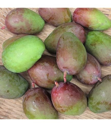 Amazon.co.jp: P.Q.THAILAND GREEN MANGO THAILAND 1KG - タイ産