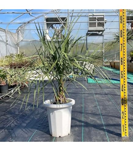 Amazon.co.jp: 耐寒性 ココスヤシ 10号 高さ約 100cm 【現品発送