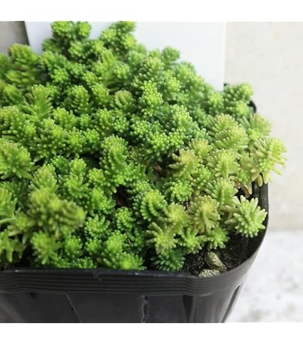 Amazon｜約30本森村万年草 セダム モリムラマンネングサ 多肉植物