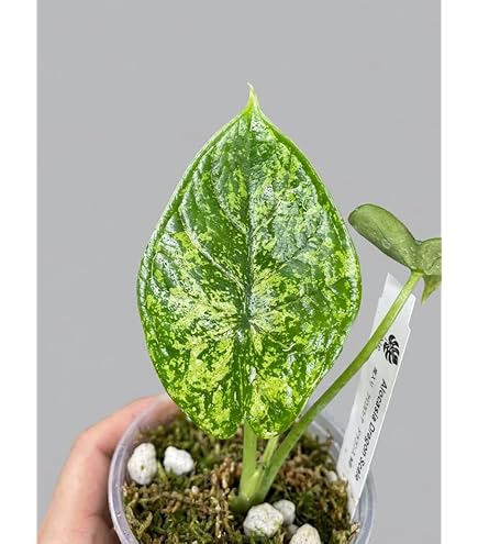 Amazon｜アロカシア ブラックベルベット, ピンク斑入り観葉植物