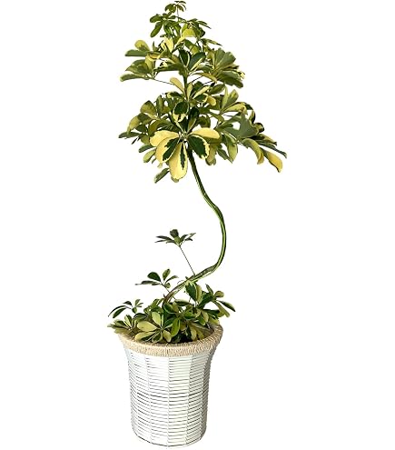 観葉植物　シェフレラムーンドロップ　抜き苗 Amazon.co.jp: シェフレラ ムーンドロップ 抜き苗 : DIY・工具・ガーデン