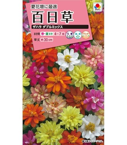 Amazon | タキイ種苗 百日草 カクタス咲混合 | 花