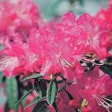 ツツジ 苗 【吉野ツツジ】 4号ポット苗