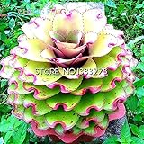 ベストセラーのホームガーデンミニプラント30種レアセンピルビウムミックスジューシーな種子ルーム盆栽鉢植えの場合花が*ギフト