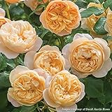 イングリッシュローズ：ロアルド・ダール大苗5号角鉢植え[非常に返り咲くバラ][2016秋New!]