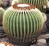 Echinocactus grusonii - Golden Barrel Cactus - 20 seeds