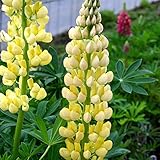 宿根ルピナス：ギャラリーイエロー3.5号ポット3株セット