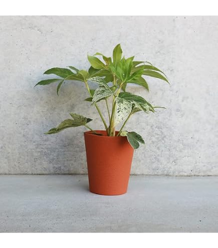 Amazon.co.jp: ITANSE ヤツデ 斑入り(ツムギシボリ) 4号鉢 2個