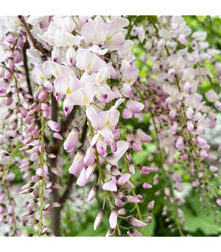 Amazon.co.jp: 庭木：キングサリ（黄花藤・キバナフジ・ゴールデン