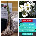 【希少なハイブリッド種】プルメリアのベアルート発根苗 ‘Singapore White' 栽培セット【スリット鉢・プルメリア専用培養土・栽培説明書つき】