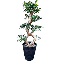 Amazon｜花のギフト社 ガジュマル 8の字 大型 大きい 観葉植物 本物