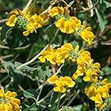 エルサレムセージ