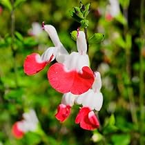 梅雨明け前のせーる！チェリーセージ ホットリップス 挿し穂10本 61C29enkk4L._AC_UL210_SR210,