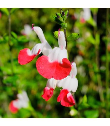 チェリーセージ　パープル \