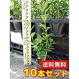 【ノーブランド品】 マサキ 樹高0.4m前後 10.5cmポット 【10本セット】