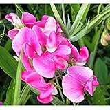 TOPmountain Lathyrus Odoratus 25個 スイートピー種子 庭植物花や野菜の種