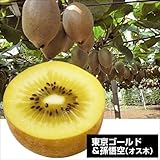 国華園　果樹苗　キウイ　東京ゴールド＆孫悟空(専用オス木)　2種2株