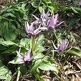 カタクリ1球植え3号ポット 3株セット[清楚な早春の花・人気の山野草]