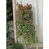 チャイニーズホーリー（ヒイラギモドキ） 樹高1.2m根巻き[クリスマスホーリー] ノーブランド品
